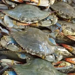 鲜活蓝蟹