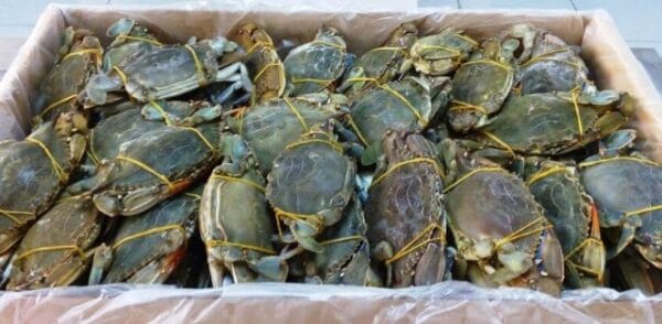 Frozen Blue Crab