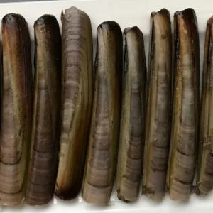 鲜活竹蛏(Ensis Directus)