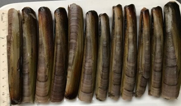 Live Razor Clams (Ensis Directus)