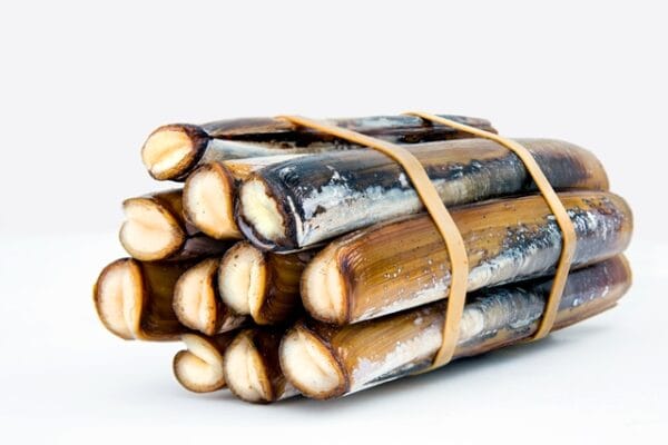 Live Razor Clams (Ensis Siliqua)