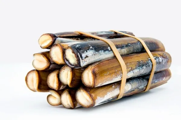 Live Razor Clams (Ensis Siliqua)