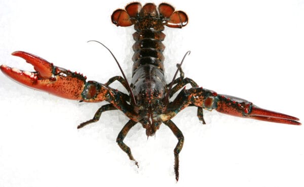 Live Atlantic Lobster