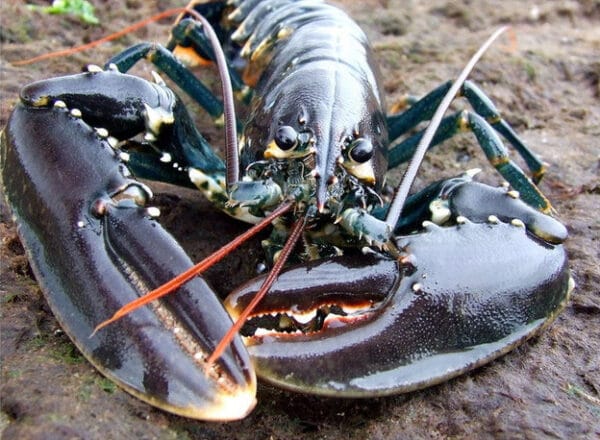 Live European Lobster
